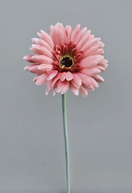 Andreas Gerbera 53cm 3677598F3 in antik-hellrosa Andreas Gerbera 53cm 3677598F3 in antik-hellrosa von Andreas