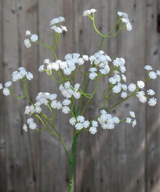 Andreas Gypsophilia,65cm GYPSOPHILIA in von Andreas