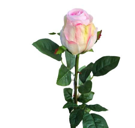 Andreas Kolumbianische Rose,75cm,SFT in Andreas Kolumbianische Rose,75cm,SFT in von Andreas