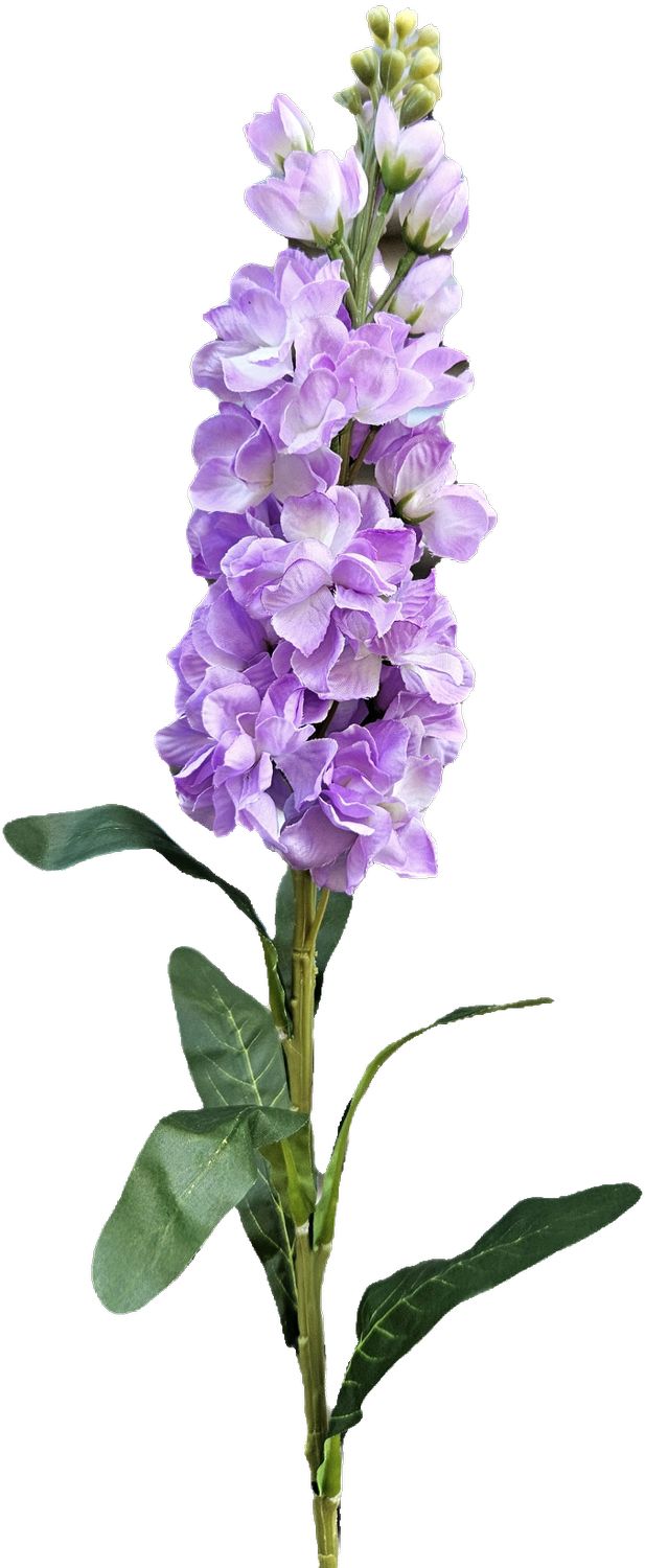 Andreas Levkoje,83cm  in hellviolett-dunkelviolett von Andreas