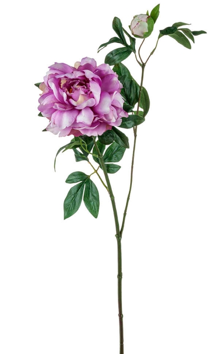 Andreas Päonie 68cm 2342254E1 in flieder von Andreas