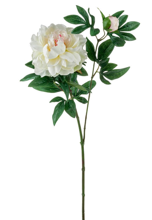 Andreas Päonie 68cm 2342778E1 in creme-weiß von Andreas