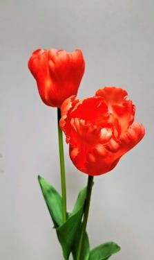 Andreas Papageitulpe,'Deluxe',65cm,RT KUNSTPAPAGEIETULPE in von Andreas