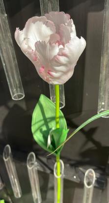 Andreas Papageitulpe,'Deluxe',65cm,RT TULPE in von Andreas