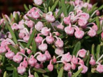 Lavendelheide 'Blue Ice', 20-25 cm, Andromeda polifolia 'Blue Ice', Containerware von Andromeda polifolia 'Blue Ice'