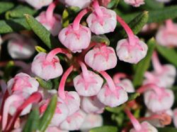 Lavendelheide 'Compacta', 20-25 cm, Andromeda polifolia 'Compacta', Containerware von Andromeda polifolia 'Compacta'