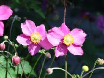 Herbst-Anemone 'Hadspen Abundance', Anemone hupehensis 'Hadspen Abundance', Topfware von Anemone hupehensis 'Hadspen Abundance'