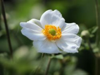 Japan-Herbst-Anemone 'Honorine Jobert', Anemone hupehensis 'Honorine Jobert', Topfware XL von Anemone hupehensis 'Honorine Jobert'