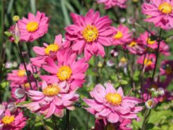 Japan-Herbst-Anemone 'Pamina', Anemone hupehensis 'Pamina', Containerware von Anemone hupehensis 'Pamina'
