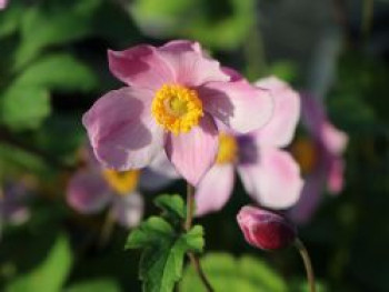 China-Herbst-Anemone 'Praecox', Anemone hupehensis 'Praecox', Containerware von Anemone hupehensis 'Praecox'