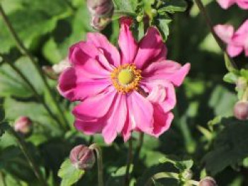 Japan-Herbst-Anemone 'Prinz Heinrich', Anemone hupehensis 'Prinz Heinrich', Topfware XL von Anemone hupehensis 'Prinz Heinrich'