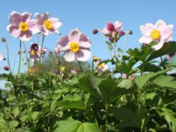 China-Herbst-Anemone 'September Charme', Anemone hupehensis 'September Charme', Topfware von Anemone hupehensis 'September Charme'