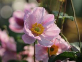 Herbst-Anemone 'Serenade', Anemone hupehensis 'Serenade', Containerware von Anemone hupehensis 'Serenade'