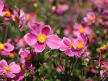 Japan-Herbst-Anemone 'Splendens', Anemone hupehensis 'Splendens', Topfware XL Japan-Herbst-Anemone 'Splendens', Anemone hupehensis 'Splendens', Topfware XL von Anemone hupehensis 'Splendens'