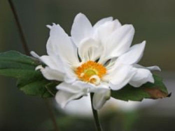 Japan-Herbst-Anemone 'Whirlwind', Anemone hupehensis 'Whirlwind', Containerware von Anemone hupehensis 'Whirlwind'