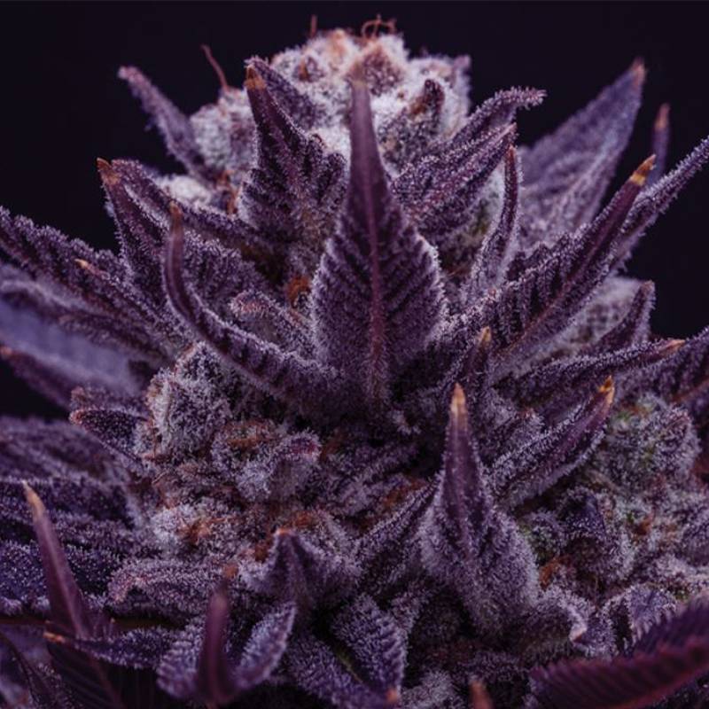 Imperium X von Anesia Seeds