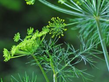 Dill, Anethum graveolens, Topfware von Anethum graveolens