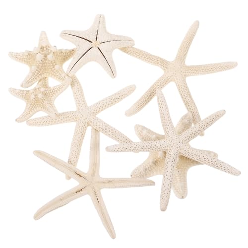 Angoily 8 Stück Dekorationen Stern Basteln Strand Dekorative Seestern Muscheln Charm Seestern Dekore Stern Für Basteln Muschel Stern Muscheln Dekorationen Sand Natur Angoily 8 Stück Dekorationen Stern Basteln Strand Dekorative Seestern Muscheln Charm Seestern Dekore Stern Für Basteln Muschel Stern Muscheln Dekorationen Sand Natur von Angoily