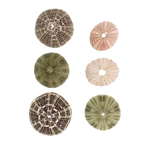 Seeigel Muscheln DIY Luftpflanzen Ständer: Dekorative Muscheln 6 Stücke Tillandsia Halter Blumen Pflanzen Display Dekoration von Angoily
