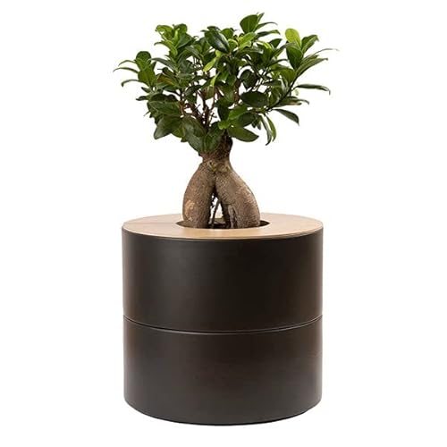 Animal Tree Zweiteilige Keramikurne mit Ginseng Bonsai im Leinensäckchen, personalisierbare Urne mit Holzdeckel (Anthrazit) von Animal Tree