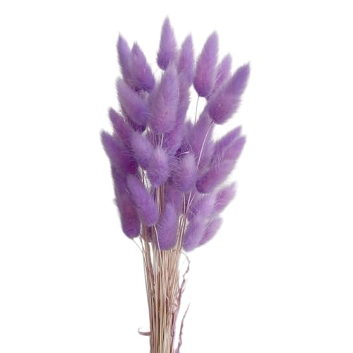 Aniyan 50 Stück Kaninchenschwanzgras Getrocknet Trockenblumen, Flauschige Bunny Tails Strauß, Lagurus Trockenblumen Deko für Vase Hochzeit Boho Wohnzimmer Tischdeko (Blauviolett) von Aniyan