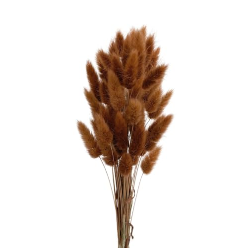 Aniyan 50 Stück Kaninchenschwanzgras Getrocknet Trockenblumen, Flauschige Bunny Tails Strauß, Lagurus Trockenblumen Deko für Vase Hochzeit Boho Wohnzimmer Tischdeko (Braun) von Aniyan