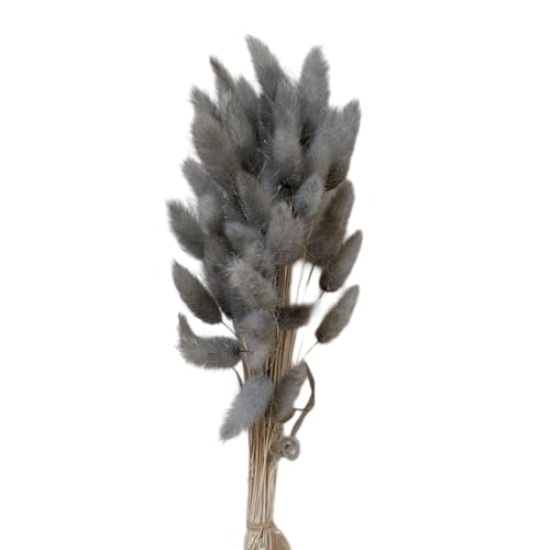 Aniyan 50 Stück Kaninchenschwanzgras Getrocknet Trockenblumen, Flauschige Bunny Tails Strauß, Lagurus Trockenblumen Deko für Vase Hochzeit Boho Wohnzimmer Tischdeko (Dunkelgrau) von Aniyan