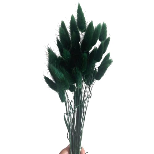 Aniyan 50 Stück Kaninchenschwanzgras Getrocknet Trockenblumen, Flauschige Bunny Tails Strauß, Lagurus Trockenblumen Deko für Vase Hochzeit Boho Wohnzimmer Tischdeko (Dunkelgrün) von Aniyan