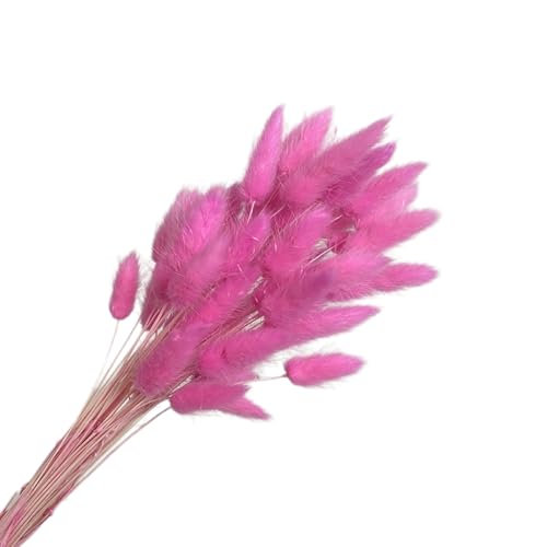 Aniyan 50 Stück Kaninchenschwanzgras Getrocknet Trockenblumen, Flauschige Bunny Tails Strauß, Lagurus Trockenblumen Deko für Vase Hochzeit Boho Wohnzimmer Tischdeko (Dunkelrosa A) von Aniyan