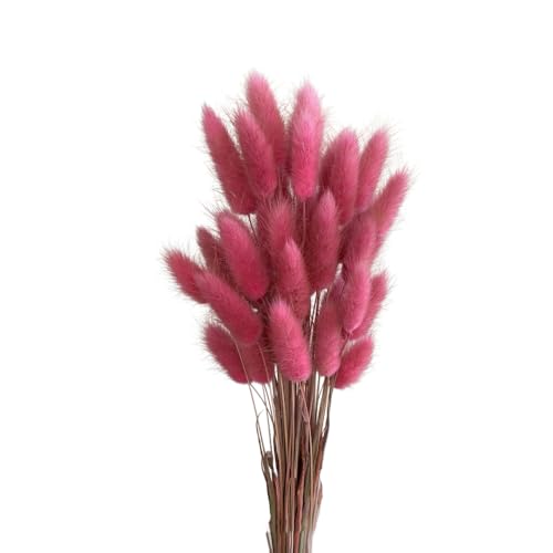 Aniyan 50 Stück Kaninchenschwanzgras Getrocknet Trockenblumen, Flauschige Bunny Tails Strauß, Lagurus Trockenblumen Deko für Vase Hochzeit Boho Wohnzimmer Tischdeko (Dunkelrosa B) von Aniyan