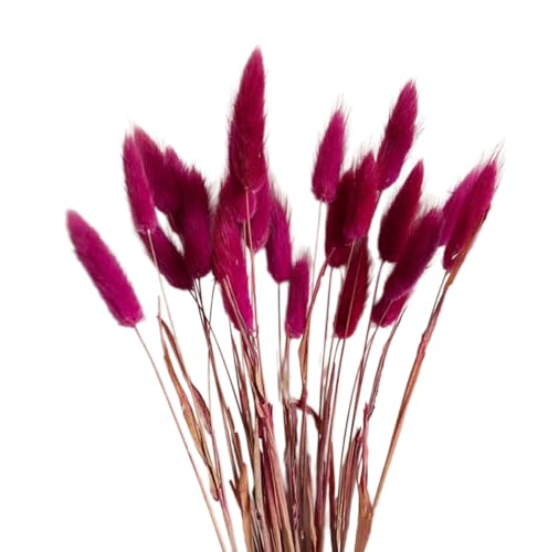 Aniyan 50 Stück Kaninchenschwanzgras Getrocknet Trockenblumen, Flauschige Bunny Tails Strauß, Lagurus Trockenblumen Deko für Vase Hochzeit Boho Wohnzimmer Tischdeko (Dunkelrosarot) von Aniyan