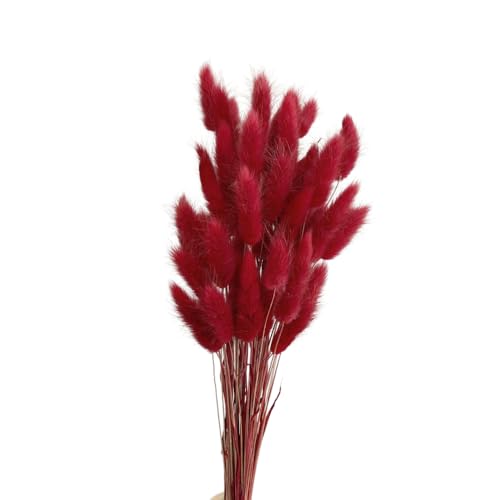 Aniyan 50 Stück Kaninchenschwanzgras Getrocknet Trockenblumen, Flauschige Bunny Tails Strauß, Lagurus Trockenblumen Deko für Vase Hochzeit Boho Wohnzimmer Tischdeko (Dunkelrot) von Aniyan