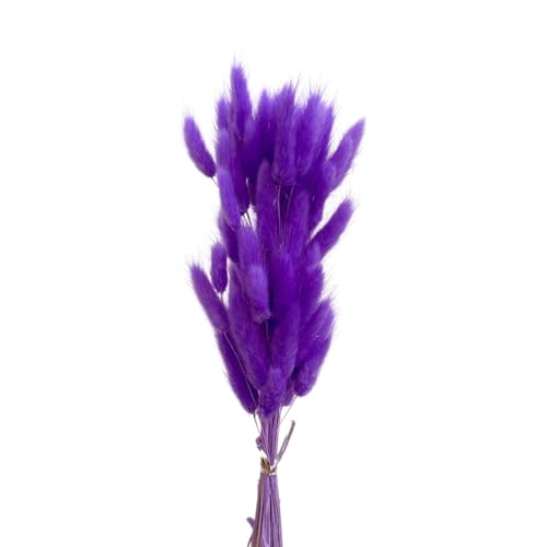 Aniyan 50 Stück Kaninchenschwanzgras Getrocknet Trockenblumen, Flauschige Bunny Tails Strauß, Lagurus Trockenblumen Deko für Vase Hochzeit Boho Wohnzimmer Tischdeko (Dunkelviolett) von Aniyan