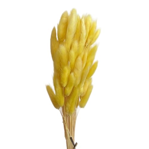 Aniyan 50 Stück Kaninchenschwanzgras Getrocknet Trockenblumen, Flauschige Bunny Tails Strauß, Lagurus Trockenblumen Deko für Vase Hochzeit Boho Wohnzimmer Tischdeko (Gelb) von Aniyan