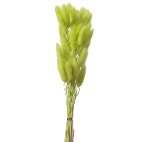 Aniyan 50 Stück Kaninchenschwanzgras Getrocknet Trockenblumen, Flauschige Bunny Tails Strauß, Lagurus Trockenblumen Deko für Vase Hochzeit Boho Wohnzimmer Tischdeko (Hellgrün) von Aniyan