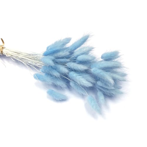 Aniyan 50 Stück Kaninchenschwanzgras Getrocknet Trockenblumen, Flauschige Bunny Tails Strauß, Lagurus Trockenblumen Deko für Vase Hochzeit Boho Wohnzimmer Tischdeko (Hellhimmelblau) von Aniyan