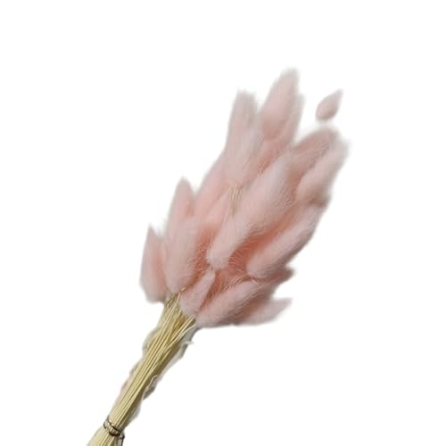 Aniyan 50 Stück Kaninchenschwanzgras Getrocknet Trockenblumen, Flauschige Bunny Tails Strauß, Lagurus Trockenblumen Deko für Vase Hochzeit Boho Wohnzimmer Tischdeko (Hellrosa A) von Aniyan