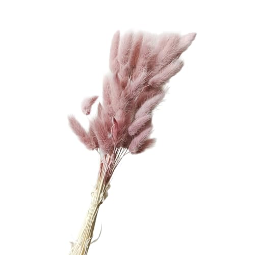 Aniyan 50 Stück Kaninchenschwanzgras Getrocknet Trockenblumen, Flauschige Bunny Tails Strauß, Lagurus Trockenblumen Deko für Vase Hochzeit Boho Wohnzimmer Tischdeko (Hellrosa B) von Aniyan