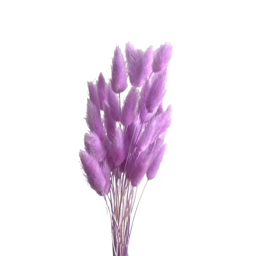 Aniyan 50 Stück Kaninchenschwanzgras Getrocknet Trockenblumen, Flauschige Bunny Tails Strauß, Lagurus Trockenblumen Deko für Vase Hochzeit Boho Wohnzimmer Tischdeko (Hellviolett) von Aniyan