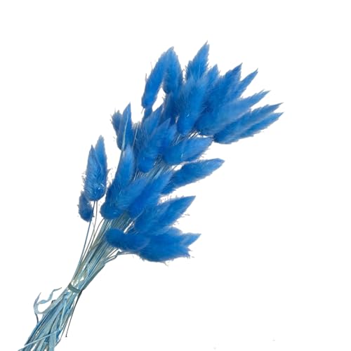 Aniyan 50 Stück Kaninchenschwanzgras Getrocknet Trockenblumen, Flauschige Bunny Tails Strauß, Lagurus Trockenblumen Deko für Vase Hochzeit Boho Wohnzimmer Tischdeko (Himmelblau) von Aniyan