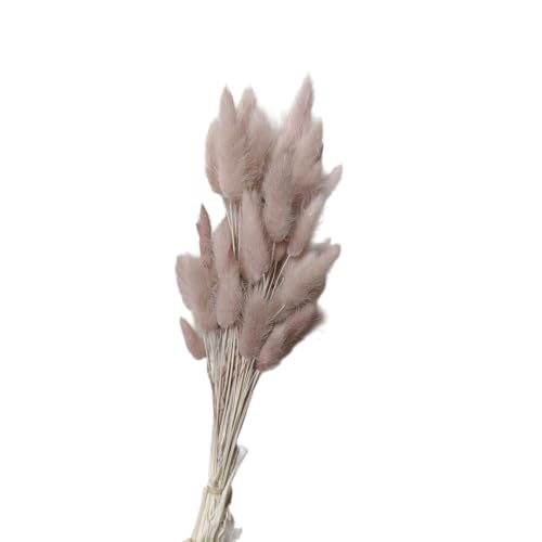 Aniyan 50 Stück Kaninchenschwanzgras Getrocknet Trockenblumen, Flauschige Bunny Tails Strauß, Lagurus Trockenblumen Deko für Vase Hochzeit Boho Wohnzimmer Tischdeko (Kaffeegrau) von Aniyan