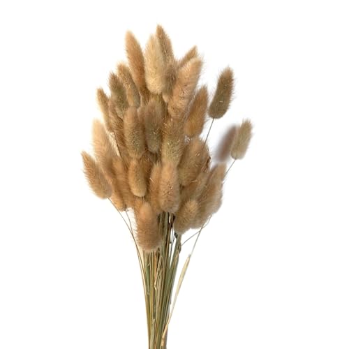 Aniyan 50 Stück Kaninchenschwanzgras Getrocknet Trockenblumen, Flauschige Bunny Tails Strauß, Lagurus Trockenblumen Deko für Vase Hochzeit Boho Wohnzimmer Tischdeko (Khaki) von Aniyan