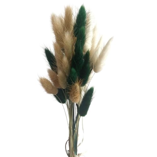 Aniyan 50 Stück Kaninchenschwanzgras Getrocknet Trockenblumen, Flauschige Bunny Tails Strauß, Lagurus Trockenblumen Deko für Vase Hochzeit Boho Wohnzimmer Tischdeko (Khaki-Grün-Weiß) von Aniyan