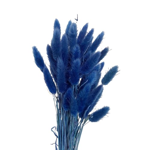 Aniyan 50 Stück Kaninchenschwanzgras Getrocknet Trockenblumen, Flauschige Bunny Tails Strauß, Lagurus Trockenblumen Deko für Vase Hochzeit Boho Wohnzimmer Tischdeko (Königsblau) von Aniyan