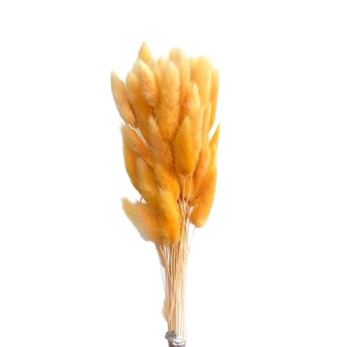 Aniyan 50 Stück Kaninchenschwanzgras Getrocknet Trockenblumen, Flauschige Bunny Tails Strauß, Lagurus Trockenblumen Deko für Vase Hochzeit Boho Wohnzimmer Tischdeko (Orange) von Aniyan