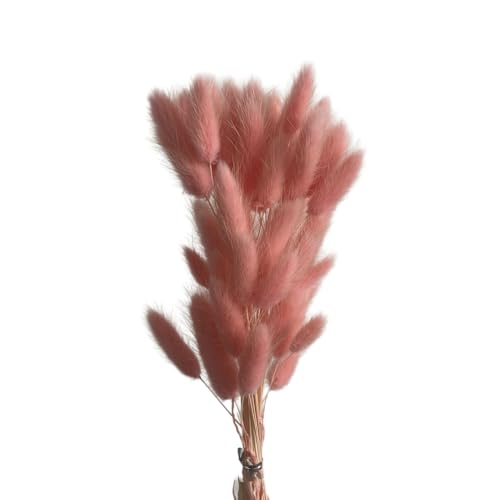 Aniyan 50 Stück Kaninchenschwanzgras Getrocknet Trockenblumen, Flauschige Bunny Tails Strauß, Lagurus Trockenblumen Deko für Vase Hochzeit Boho Wohnzimmer Tischdeko (Rosa A) von Aniyan
