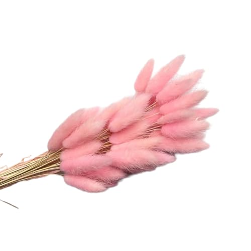 Aniyan 50 Stück Kaninchenschwanzgras Getrocknet Trockenblumen, Flauschige Bunny Tails Strauß, Lagurus Trockenblumen Deko für Vase Hochzeit Boho Wohnzimmer Tischdeko (Rosa B) von Aniyan