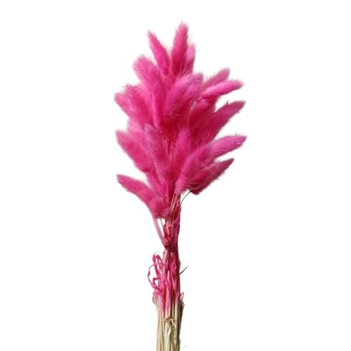 Aniyan 50 Stück Kaninchenschwanzgras Getrocknet Trockenblumen, Flauschige Bunny Tails Strauß, Lagurus Trockenblumen Deko für Vase Hochzeit Boho Wohnzimmer Tischdeko (Rosarot) von Aniyan