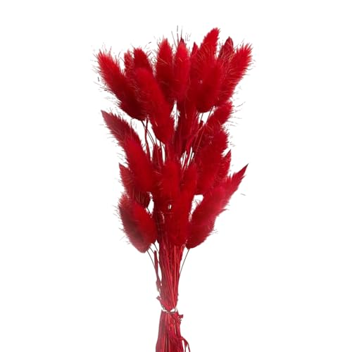Aniyan 50 Stück Kaninchenschwanzgras Getrocknet Trockenblumen, Flauschige Bunny Tails Strauß, Lagurus Trockenblumen Deko für Vase Hochzeit Boho Wohnzimmer Tischdeko (Rot) von Aniyan