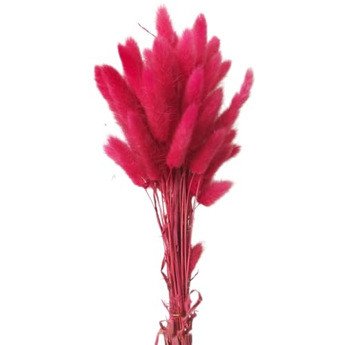 Aniyan 50 Stück Kaninchenschwanzgras Getrocknet Trockenblumen, Flauschige Bunny Tails Strauß, Lagurus Trockenblumen Deko für Vase Hochzeit Boho Wohnzimmer Tischdeko (Rot-Rosa) von Aniyan